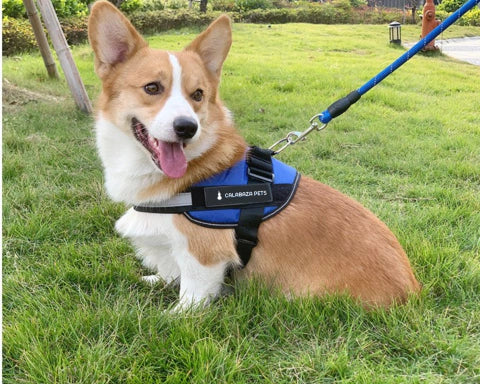 ARNÉS PARA PERROS ANTI TIRONES - PASEOS SIN ESTRÉS NI TIRONES INCÓMODOS