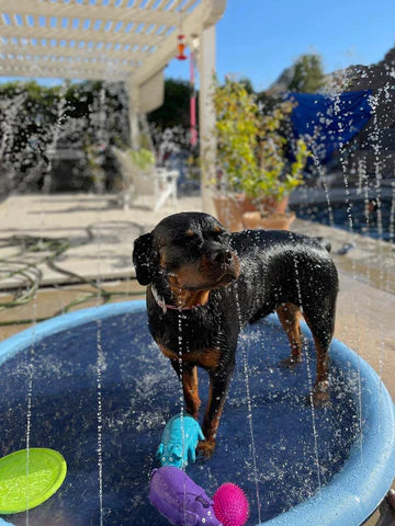 ALFOMBRA ROCIADORA 💦